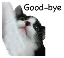 Picture of the kitten 4 English version sticker #13555760