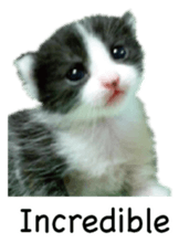 Picture of the kitten 4 English version sticker #13555761