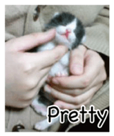 Picture of the kitten 4 English version sticker #13555762