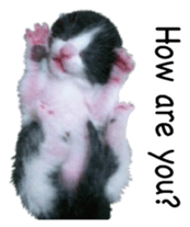 Picture of the kitten 4 English version sticker #13555763