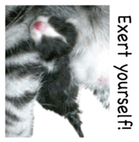 Picture of the kitten 4 English version sticker #13555764