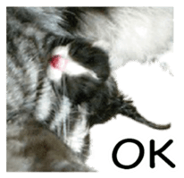 Picture of the kitten 4 English version sticker #13555765