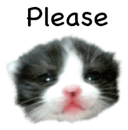 Picture of the kitten 4 English version sticker #13555766