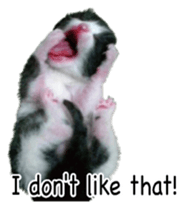 Picture of the kitten 4 English version sticker #13555767