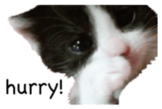 Picture of the kitten 4 English version sticker #13555769