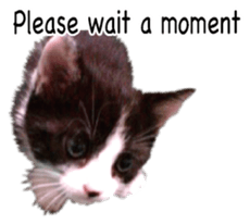 Picture of the kitten 4 English version sticker #13555771