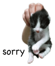 Picture of the kitten 4 English version sticker #13555772