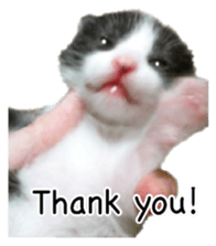 Picture of the kitten 4 English version sticker #13555773