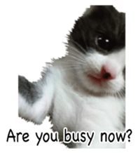 Picture of the kitten 4 English version sticker #13555774