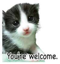 Picture of the kitten 4 English version sticker #13555775
