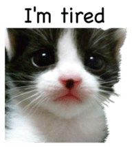 Picture of the kitten 4 English version sticker #13555776