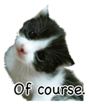 Picture of the kitten 4 English version sticker #13555779