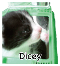 Picture of the kitten 4 English version sticker #13555781