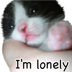 Picture of the kitten 5 English version