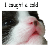 Picture of the kitten 5 English version sticker #13556190