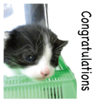 Picture of the kitten 5 English version sticker #13556192