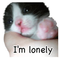 Picture of the kitten 5 English version sticker #13556195