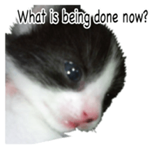 Picture of the kitten 5 English version sticker #13556196