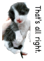 Picture of the kitten 5 English version sticker #13556197
