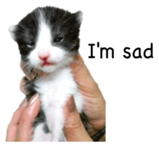 Picture of the kitten 5 English version sticker #13556198
