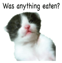 Picture of the kitten 5 English version sticker #13556199