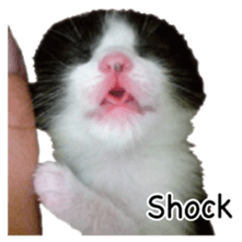 Picture of the kitten 5 English version sticker #13556201