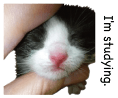 Picture of the kitten 5 English version sticker #13556202