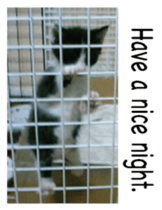 Picture of the kitten 5 English version sticker #13556205