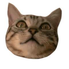 The real cat message