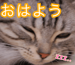 The real cat message sticker #13556830