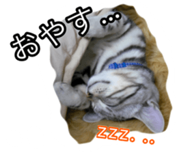 The real cat message sticker #13556831