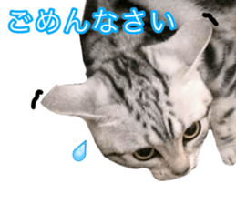 The real cat message sticker #13556832