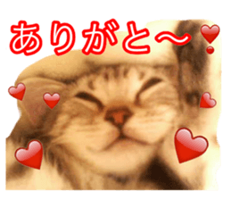 The real cat message sticker #13556833