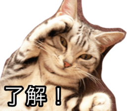 The real cat message sticker #13556834