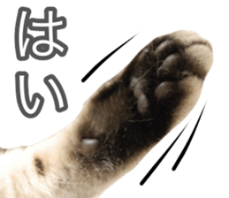 The real cat message sticker #13556835