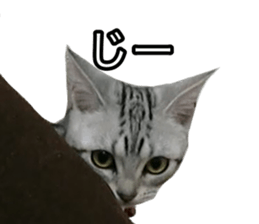 The real cat message sticker #13556836