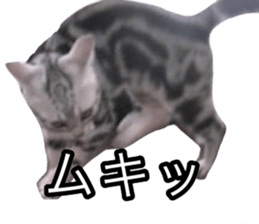 The real cat message sticker #13556837