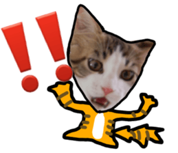 The real cat message sticker #13556838