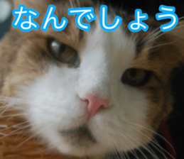 The real cat message sticker #13556840