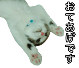 The real cat message sticker #13556841