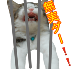 The real cat message sticker #13556842