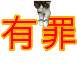 The real cat message sticker #13556843