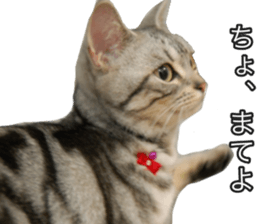 The real cat message sticker #13556844