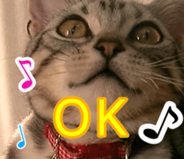 The real cat message sticker #13556845