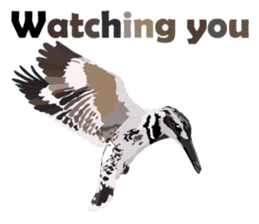 Taiwan wild bird series_1 by Gerald Her sticker #13559767