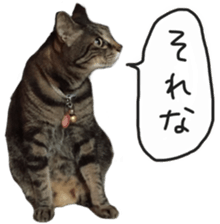 My cat Sticker. sticker #13559878