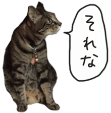 My cat Sticker. sticker #13559878