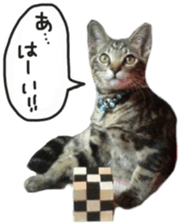 My cat Sticker. sticker #13559879