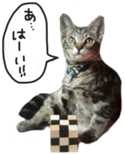 My cat Sticker. sticker #13559879