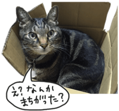 My cat Sticker. sticker #13559880